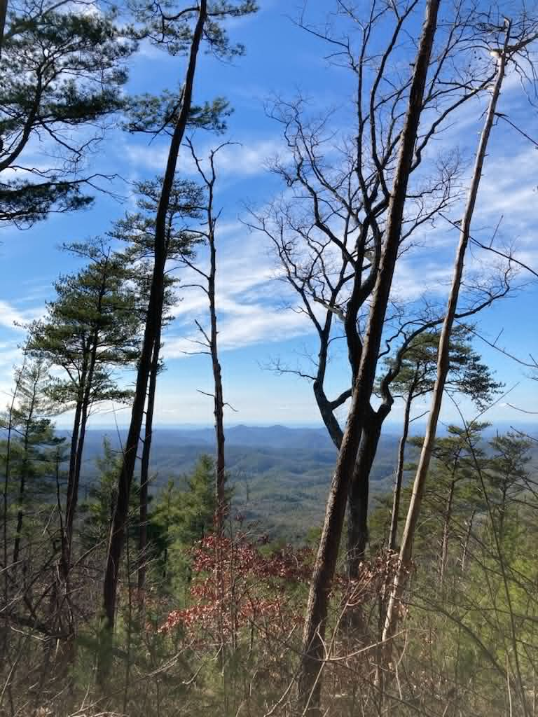 View west over the Tennessee Valley ridges from Wolf Ridge Trail, framed by bare trees and pines under a blue sky