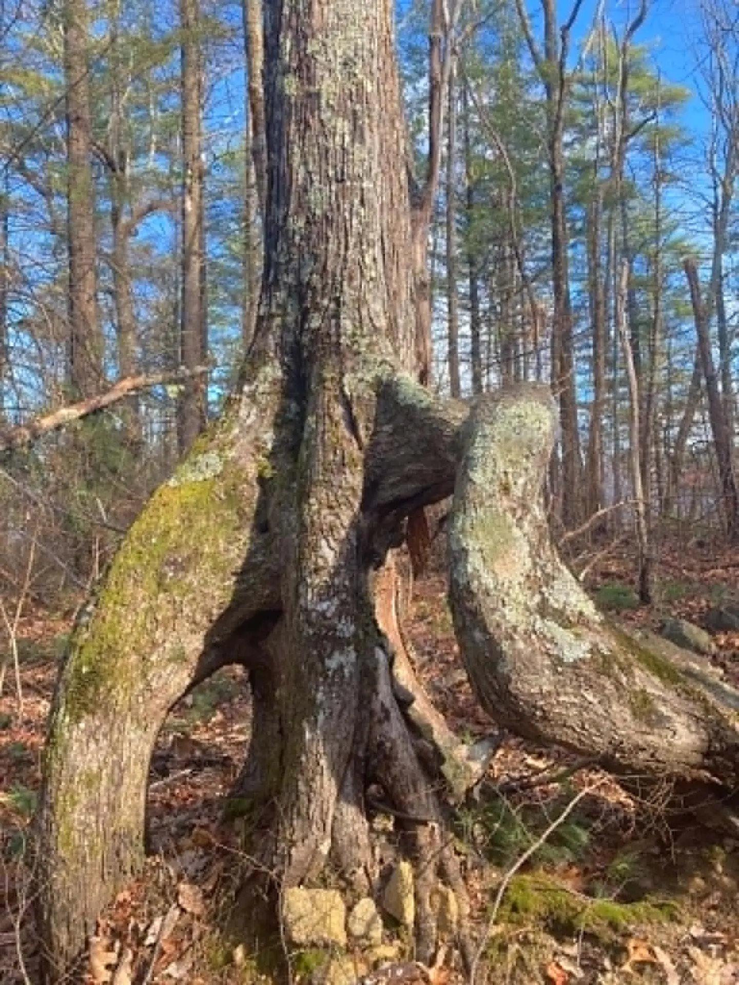 Moss covered trunk of a large hardwood with flared buttress roots on the forest floor of the Conasauga drainage
