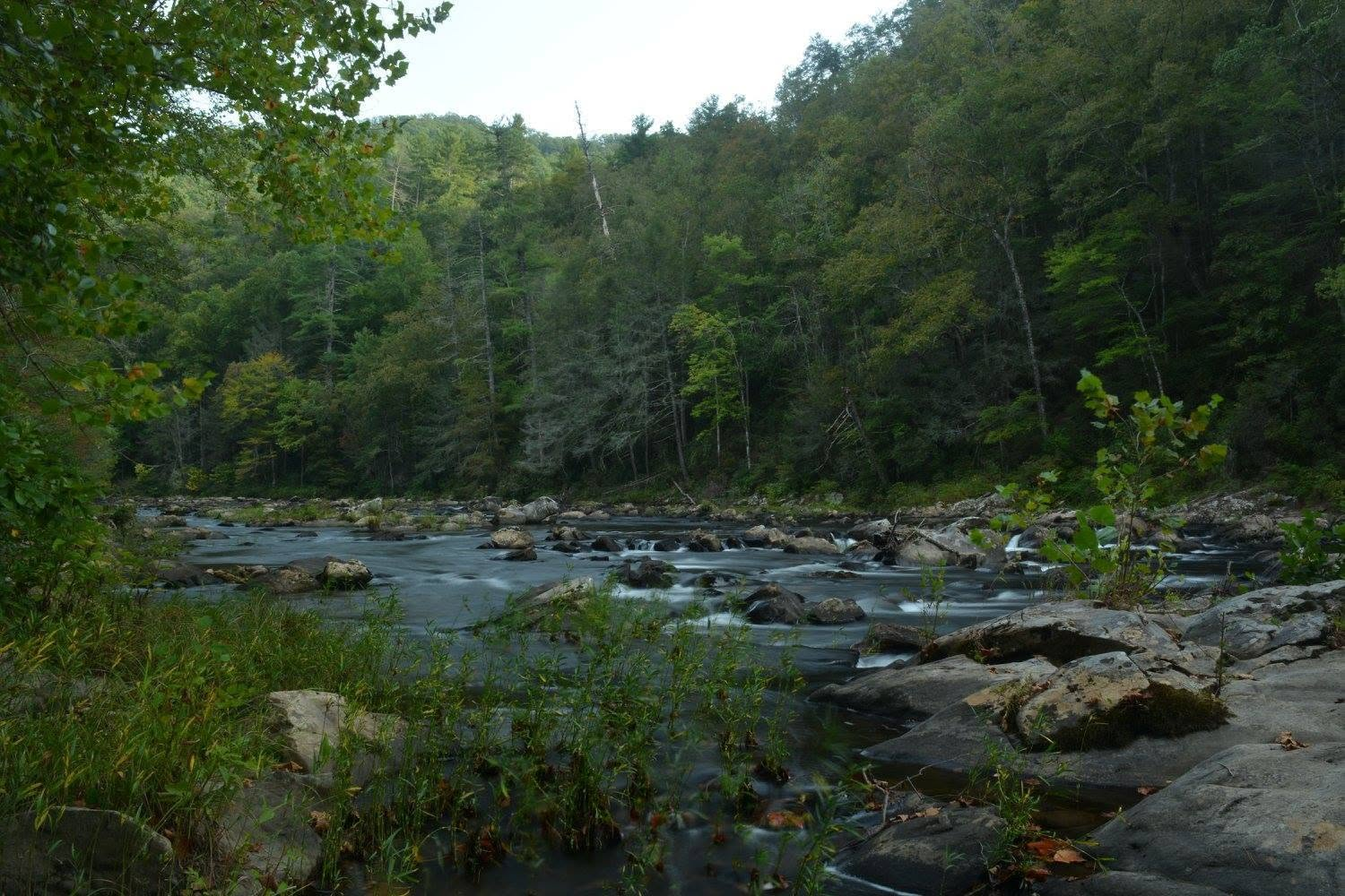 The Conasauga River running shallow and rocky through a forested gorge, seen from the bank through green riverside plants.