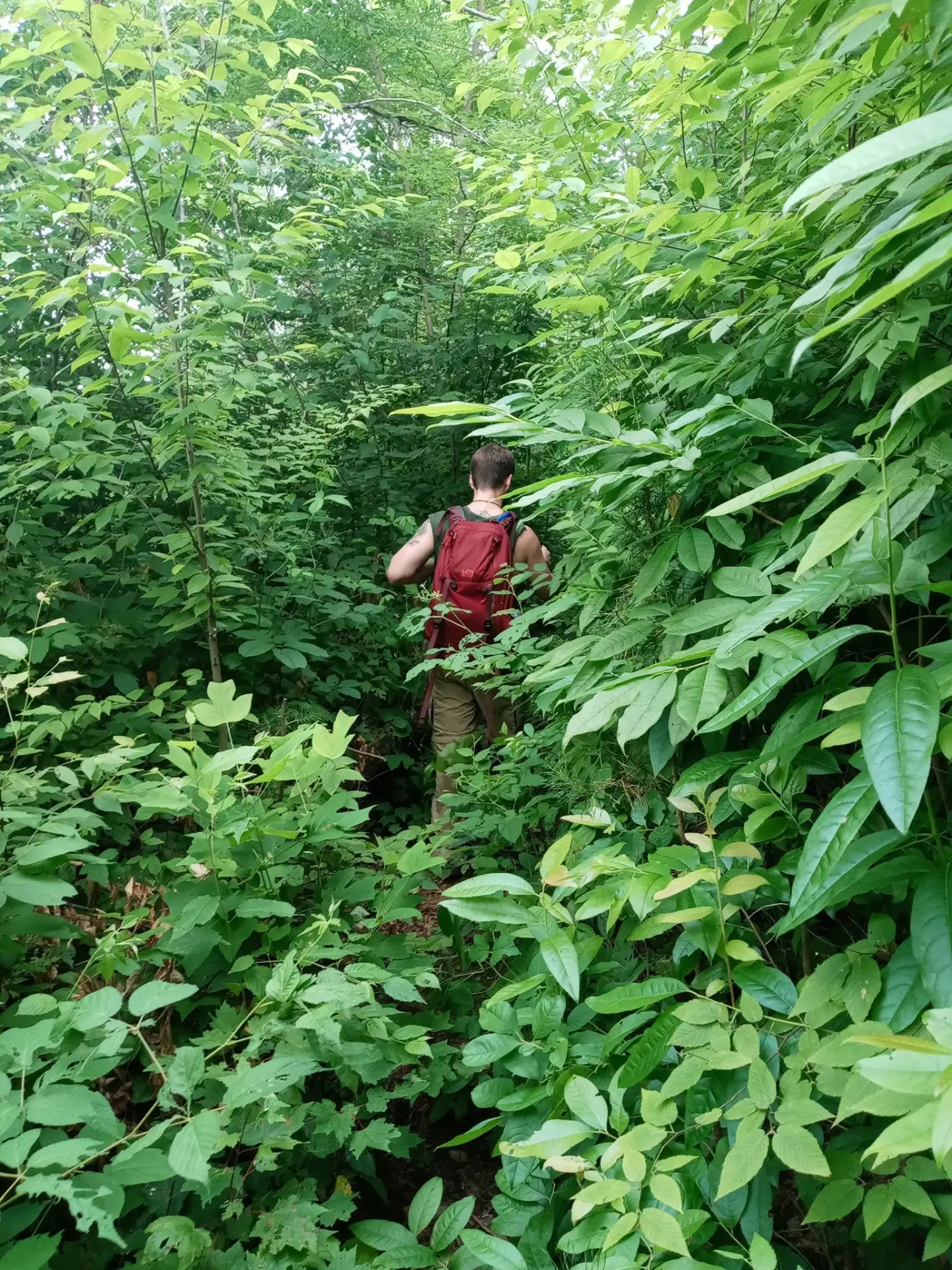 Backpacker in a red pack pushing through dense green overgrowth on a faint summer trail