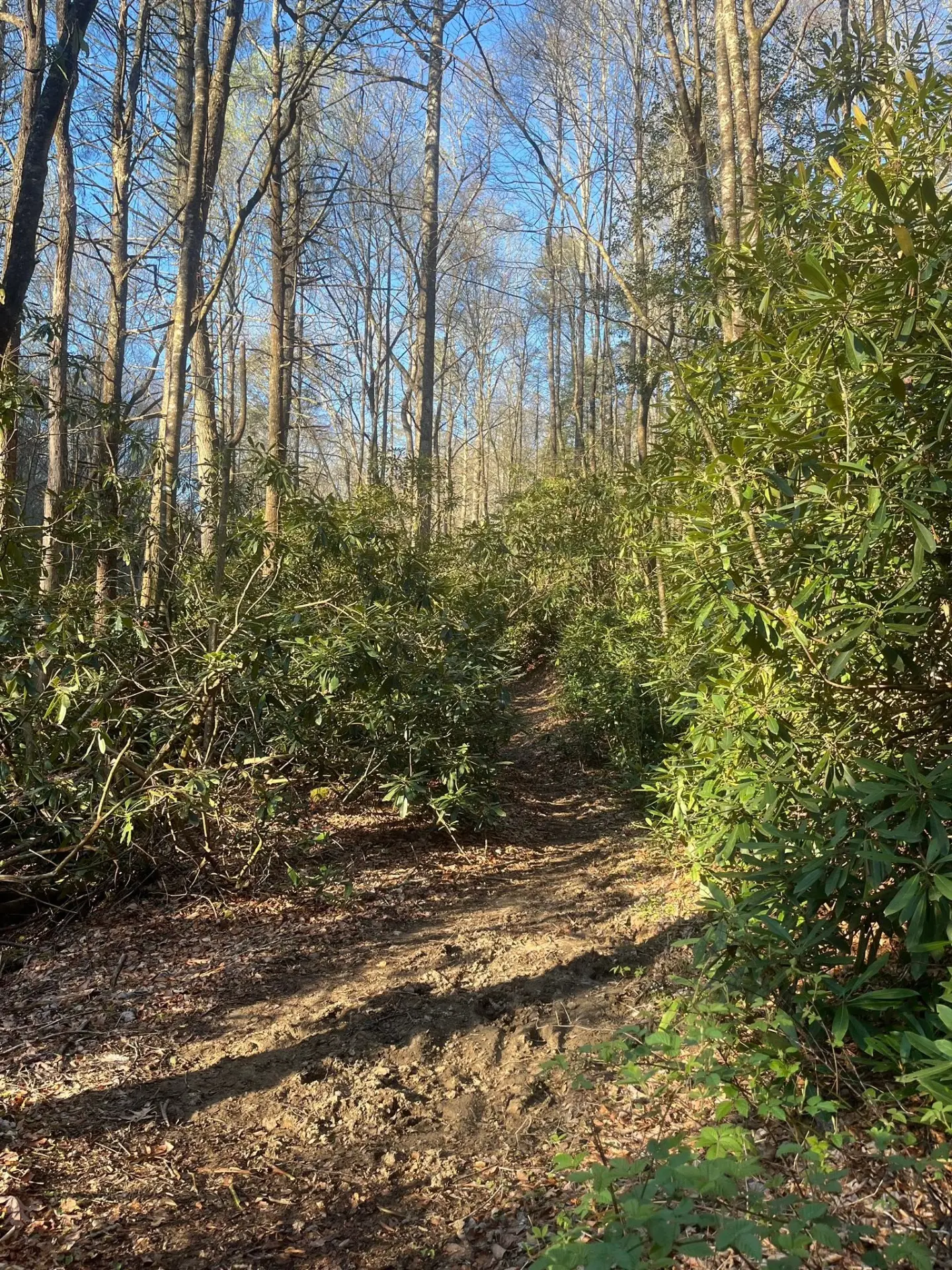 A worn dirt trail winding through mountain laurel and rhododendron under bare hardwoods and blue sky