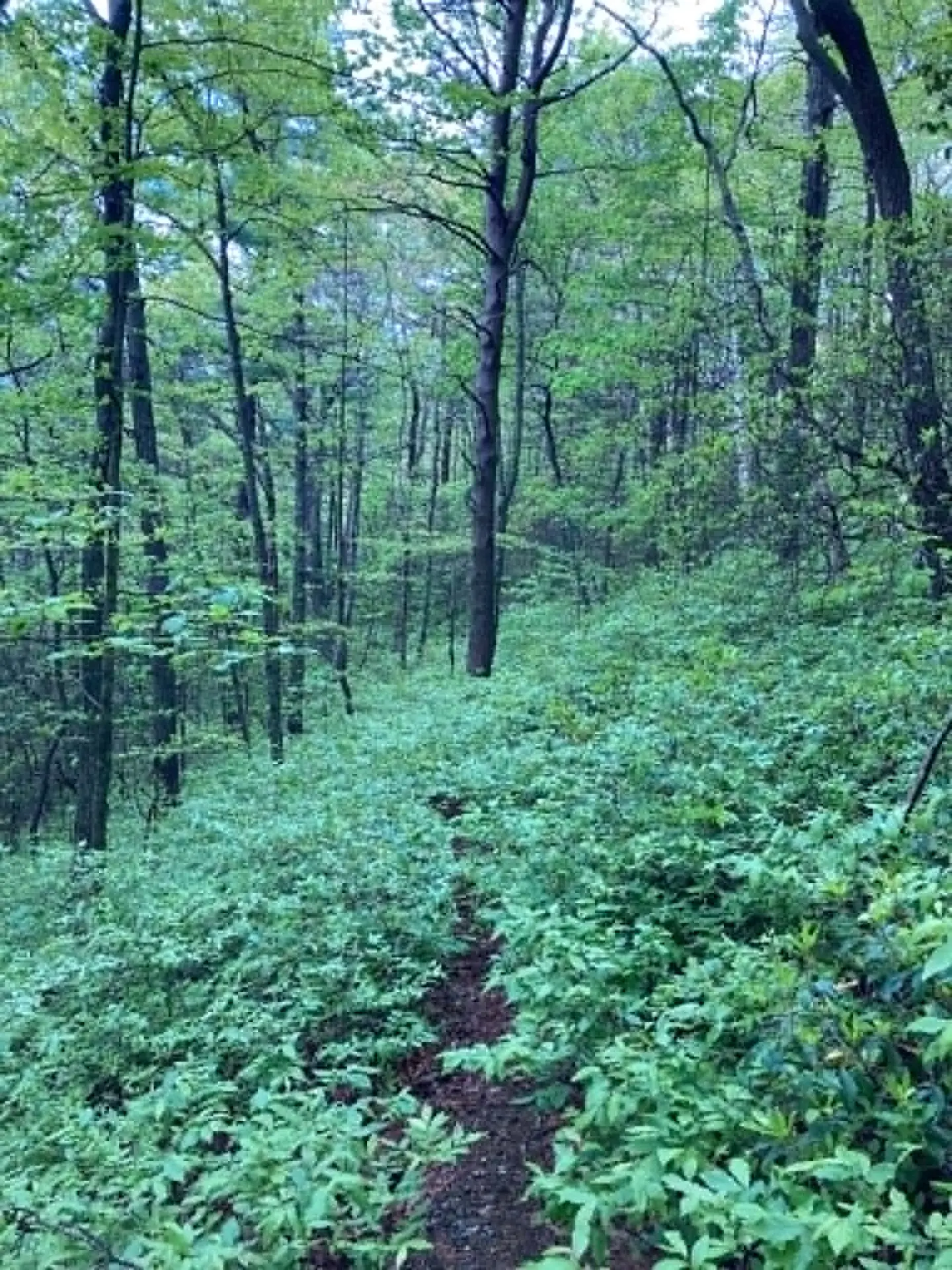 A narrow footpath winding through a lush green forest of ferns and hardwoods