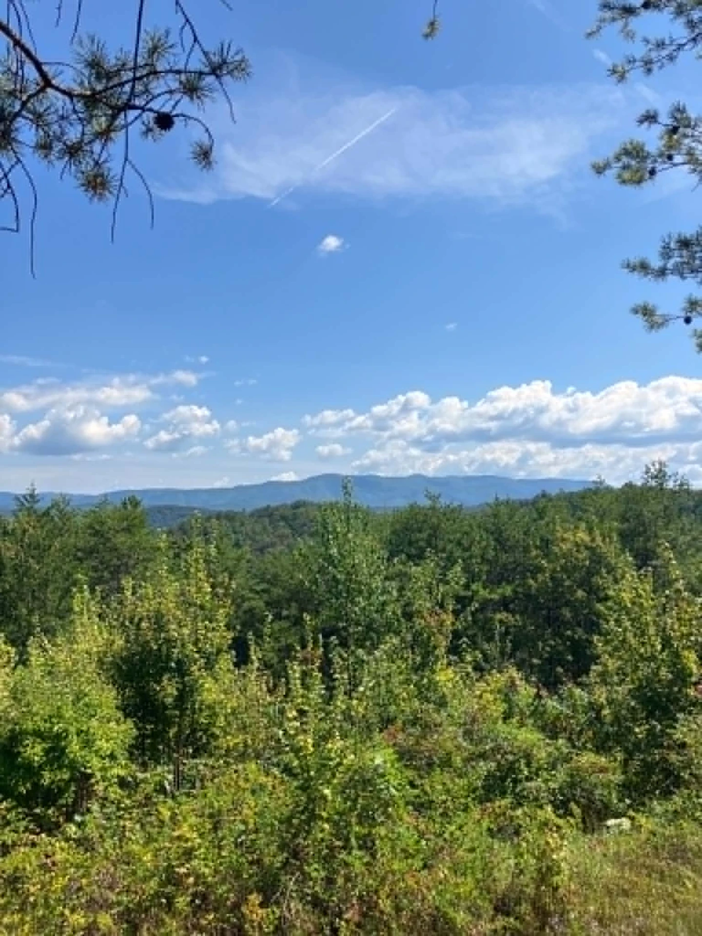 View over a green forest canopy toward distant blue ridges, framed by pine branches under a bright sky