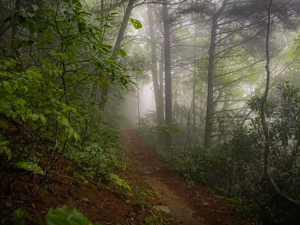 A dirt trail climbing through a foggy forest of pines and green undergrowth on the way up Grassy Mountain