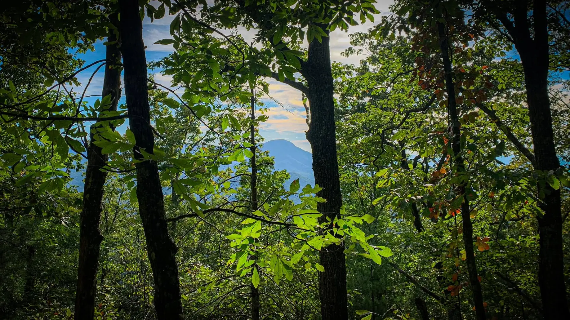A green forest view through the trees toward a hazy blue ridgeline above Holly Creek Preserve