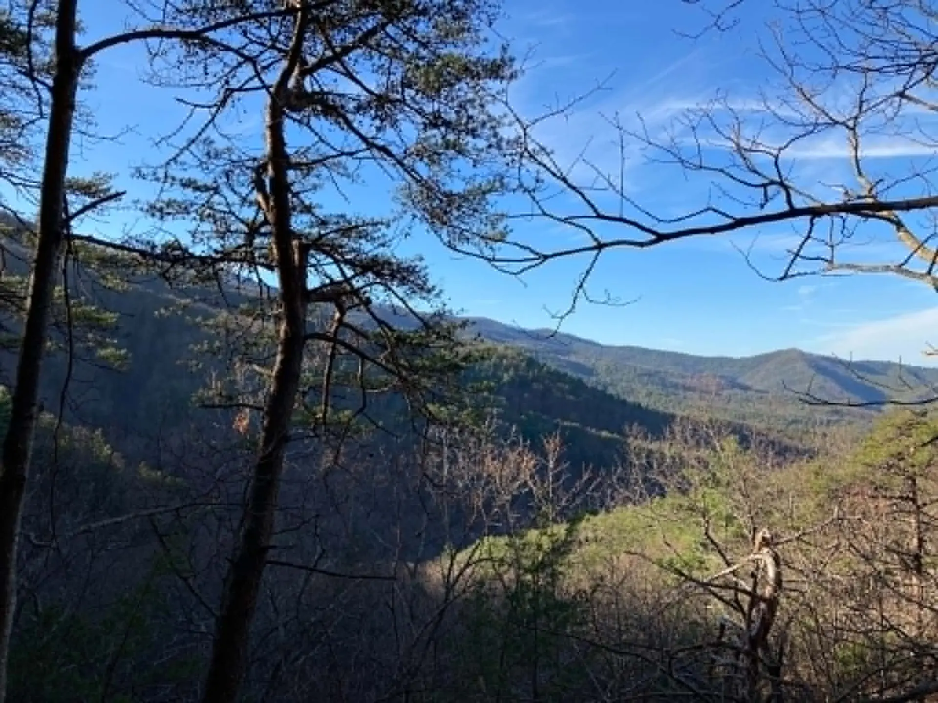 Winter view of the Cohutta ridges through pine and bare hardwood branches under a clear blue sky