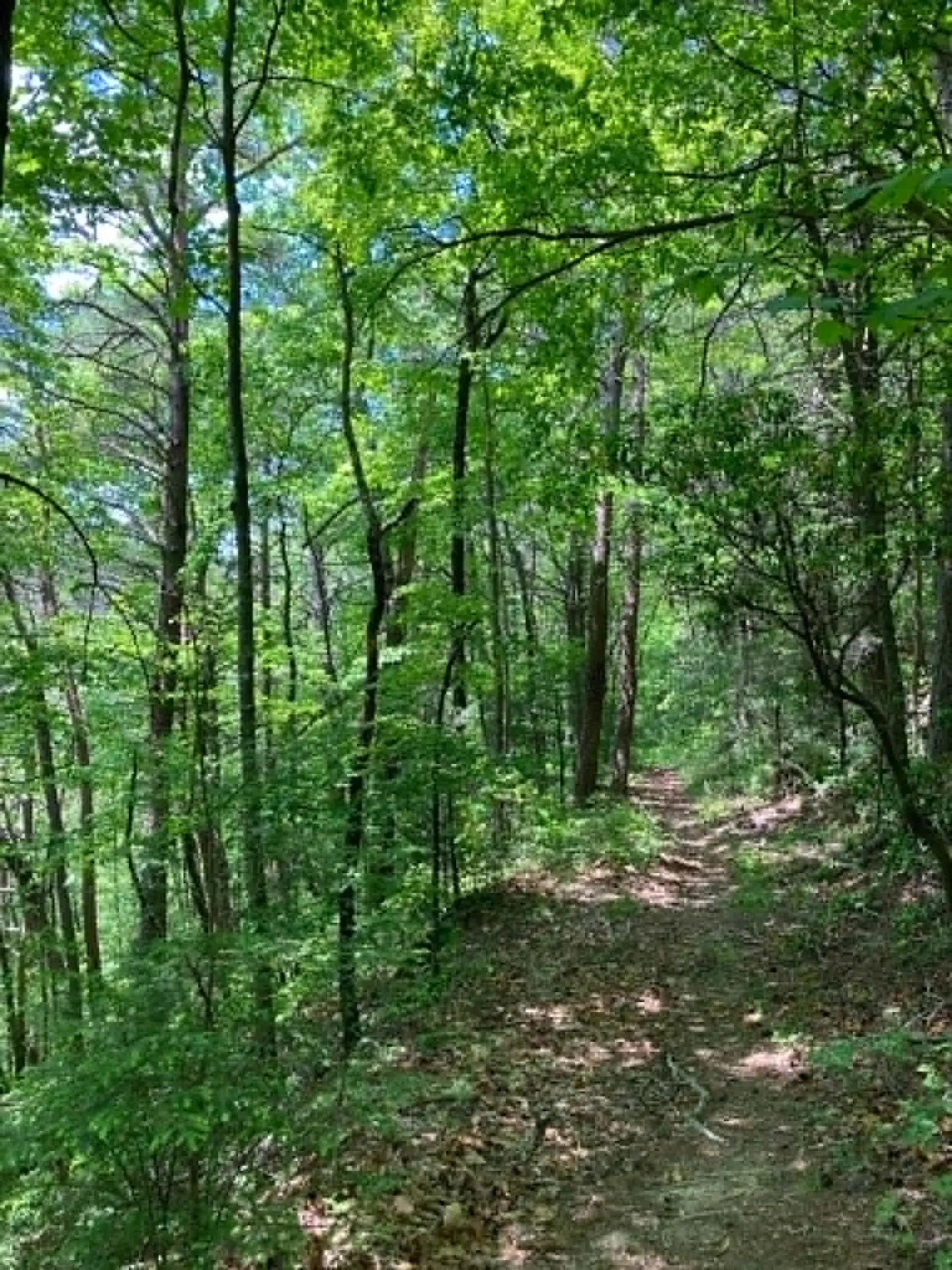 A leaf-strewn old road bed climbing through green hardwood forest on Penitentiary Branch Trail
