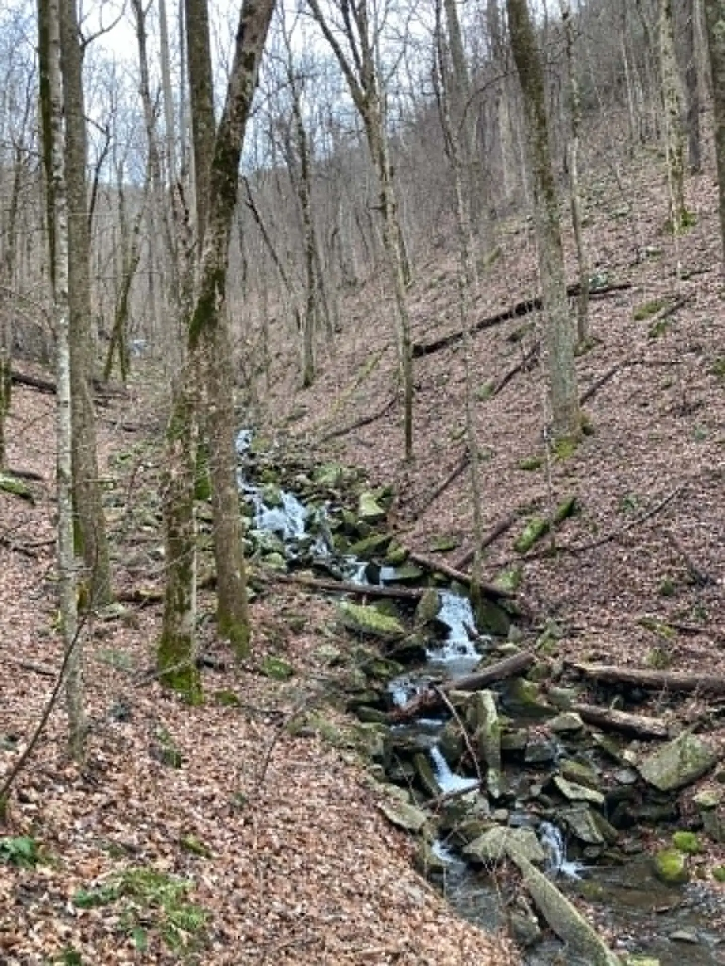 A small rocky creek tumbling over mossy stones through a winter hardwood forest on Big Creek Trail in the Big Frog Wilderness