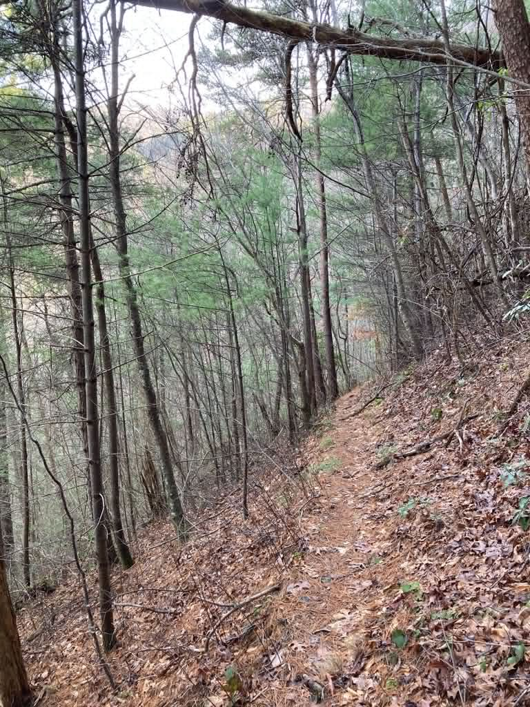 A narrow leaf covered trail climbing a winter slope of pines and bare hardwoods on Grassy Gap Trail in the Big Frog Wilderness