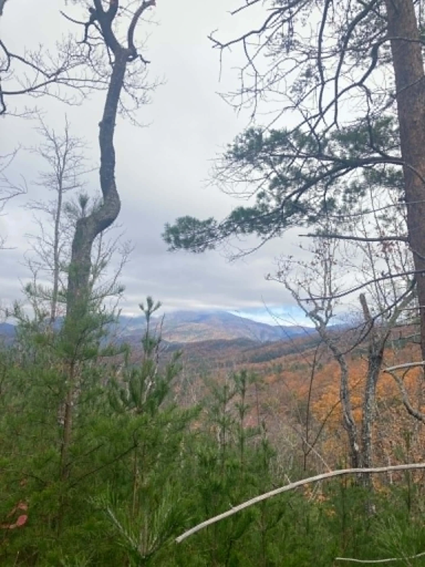 An autumn view across the Cohutta ridges from East Cowpen, seen through pine and bare branches under an overcast sky