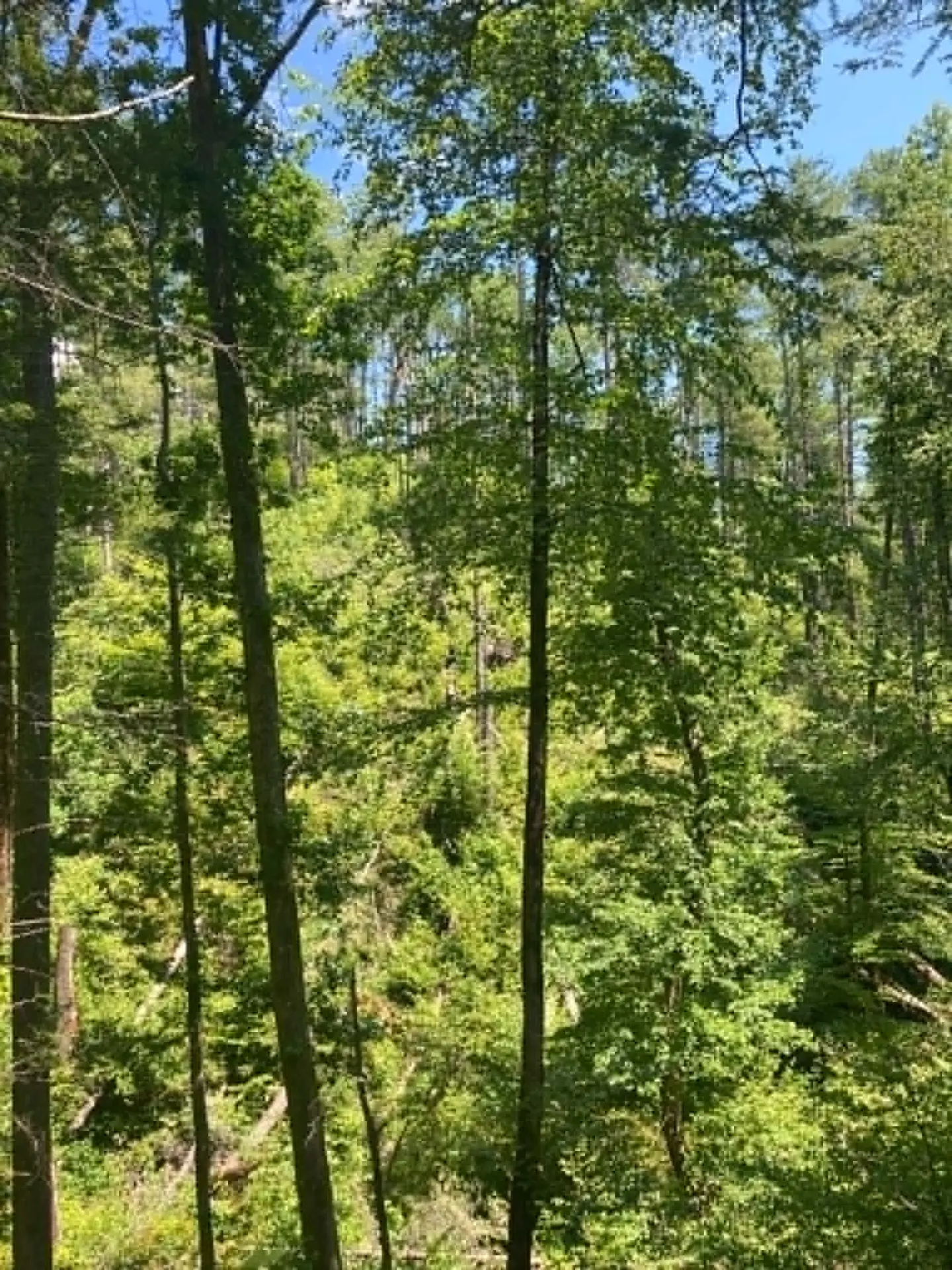 Sunlit green hardwood forest climbing a ridge, seen through tall tree trunks under patches of blue sky on Rice Camp Trail