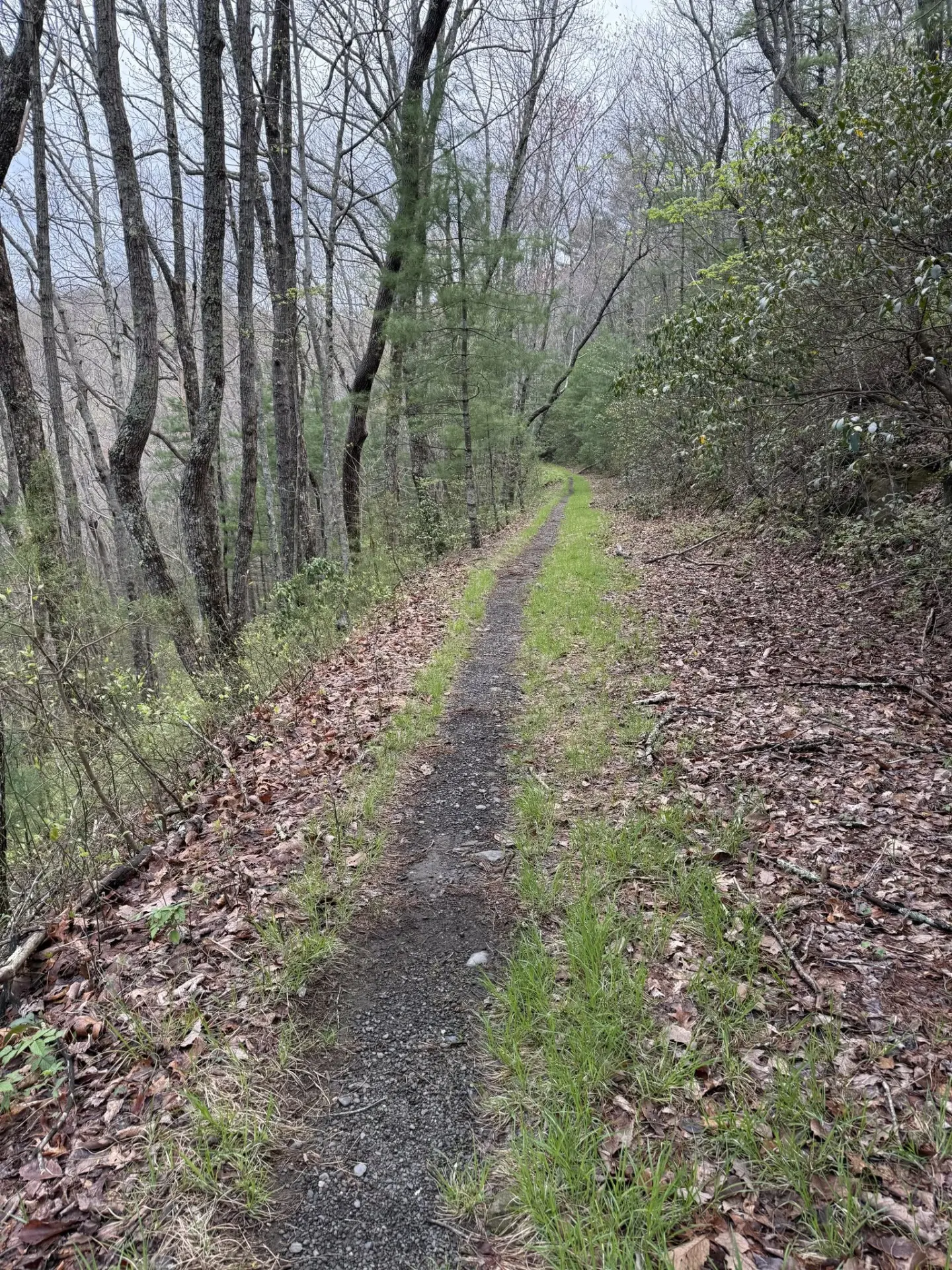 Grassy old road bed climbing through bare winter hardwoods and pines toward Big Frog Mountain