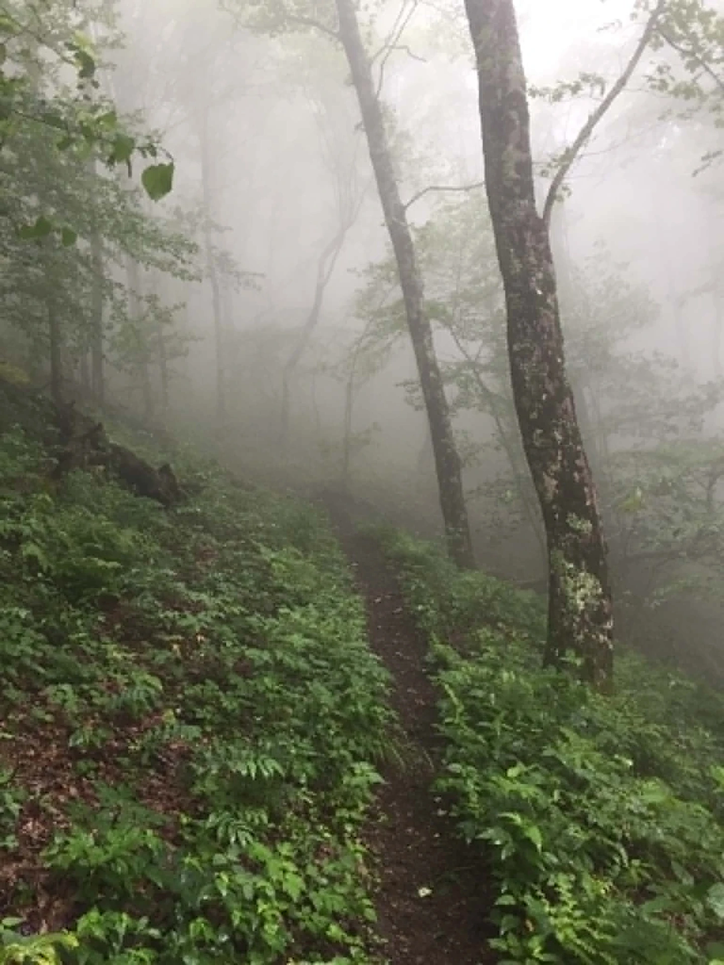A foggy forest trail climbing through ferns and misty hardwoods on Fork Ridge