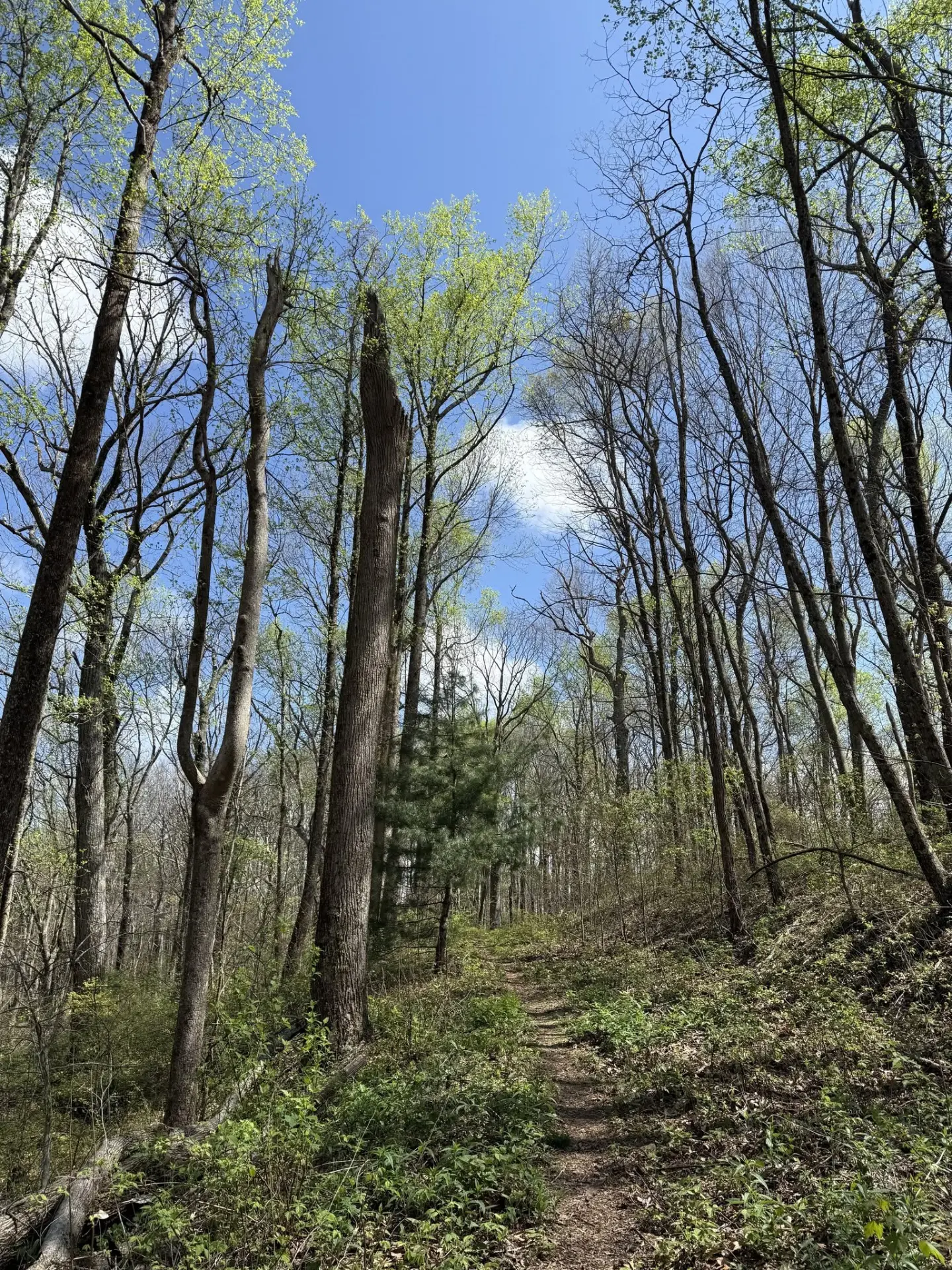 A narrow leaf-strewn trail climbing through a spring hardwood forest of tall oaks and blooming green canopy under a blue sky