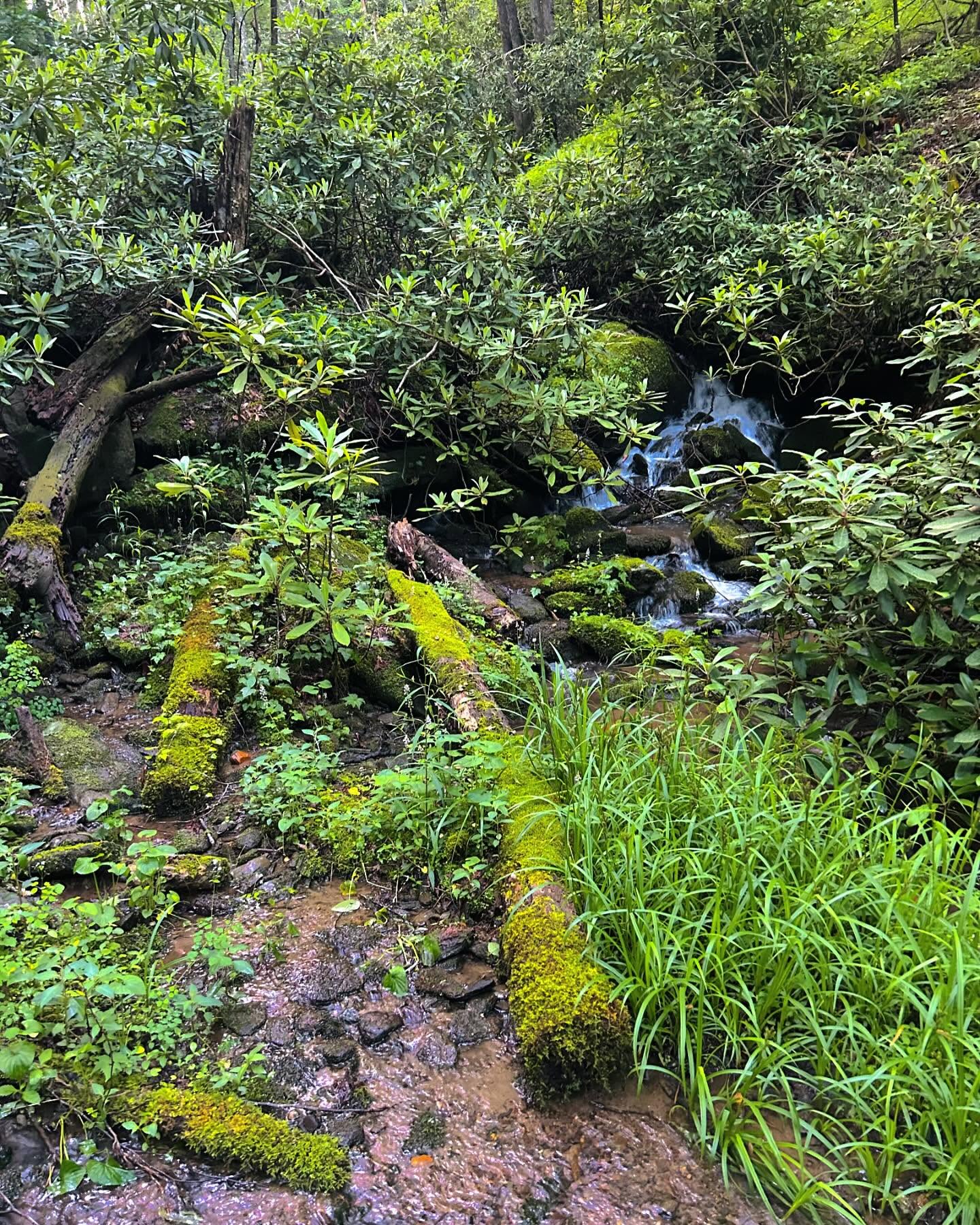 Small cascade dropping through dense rhododendron and moss covered logs beside the wet, rocky tread near Betty Gap