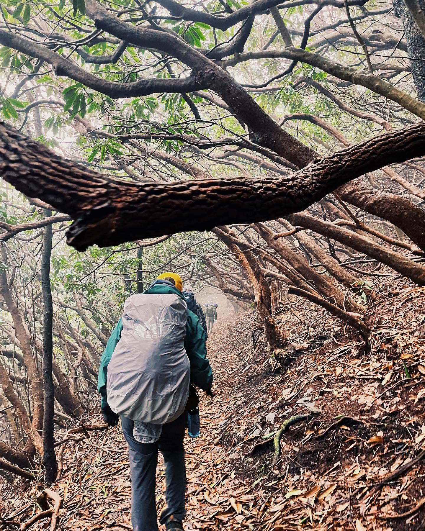 Hikers walking single file up a fog filled tunnel of twisted rhododendron branches on Big Frog Mountain