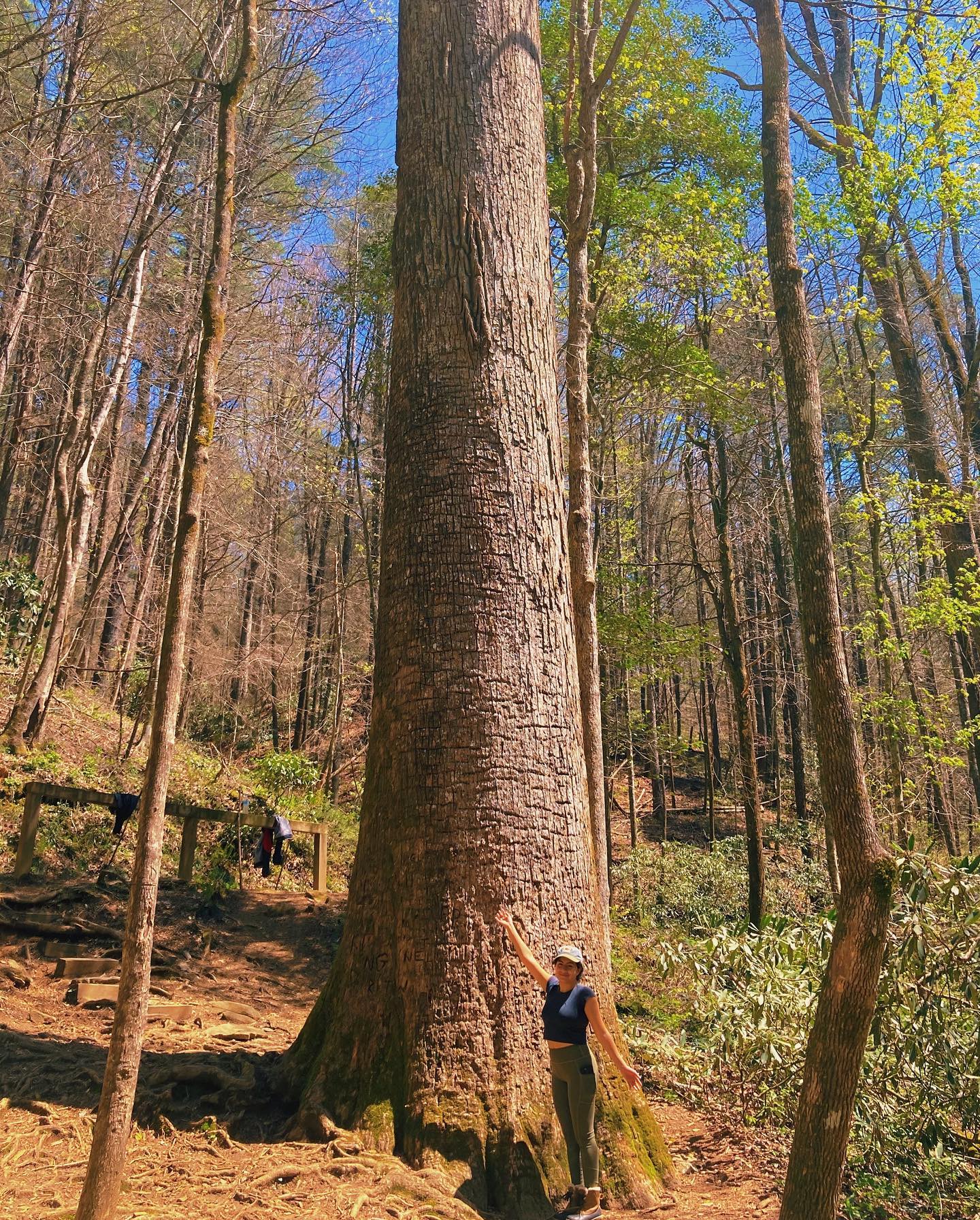 A hiker standing at the base of the massive Gennett Poplar, dwarfed by its trunk, in open spring hardwood forest