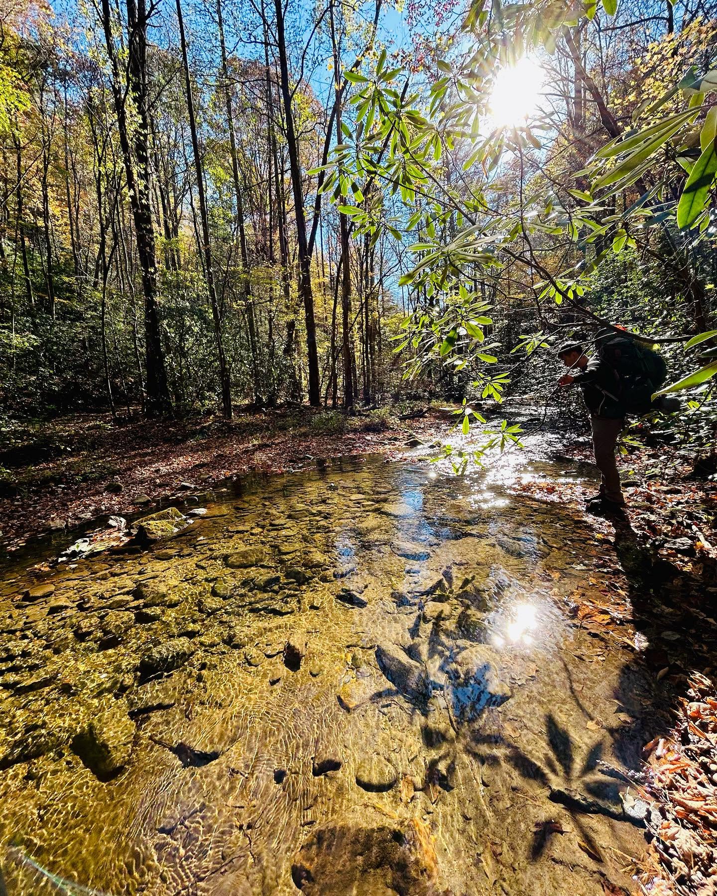 Hiker with a pack stepping along the edge of a clear, sun lit crossing on Mountaintown Creek, with yellow fall leaves overhead and cobbles visible through the water
