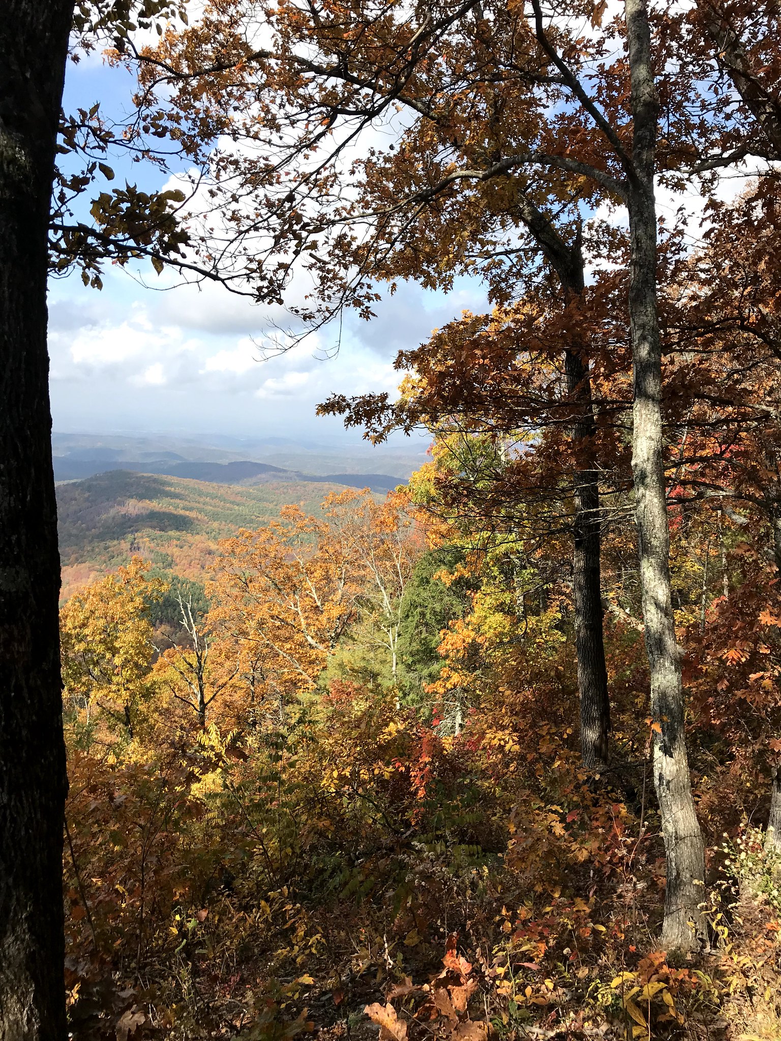 Orange and gold autumn oaks framing a long view over blue folded ridges from the Panther Creek country