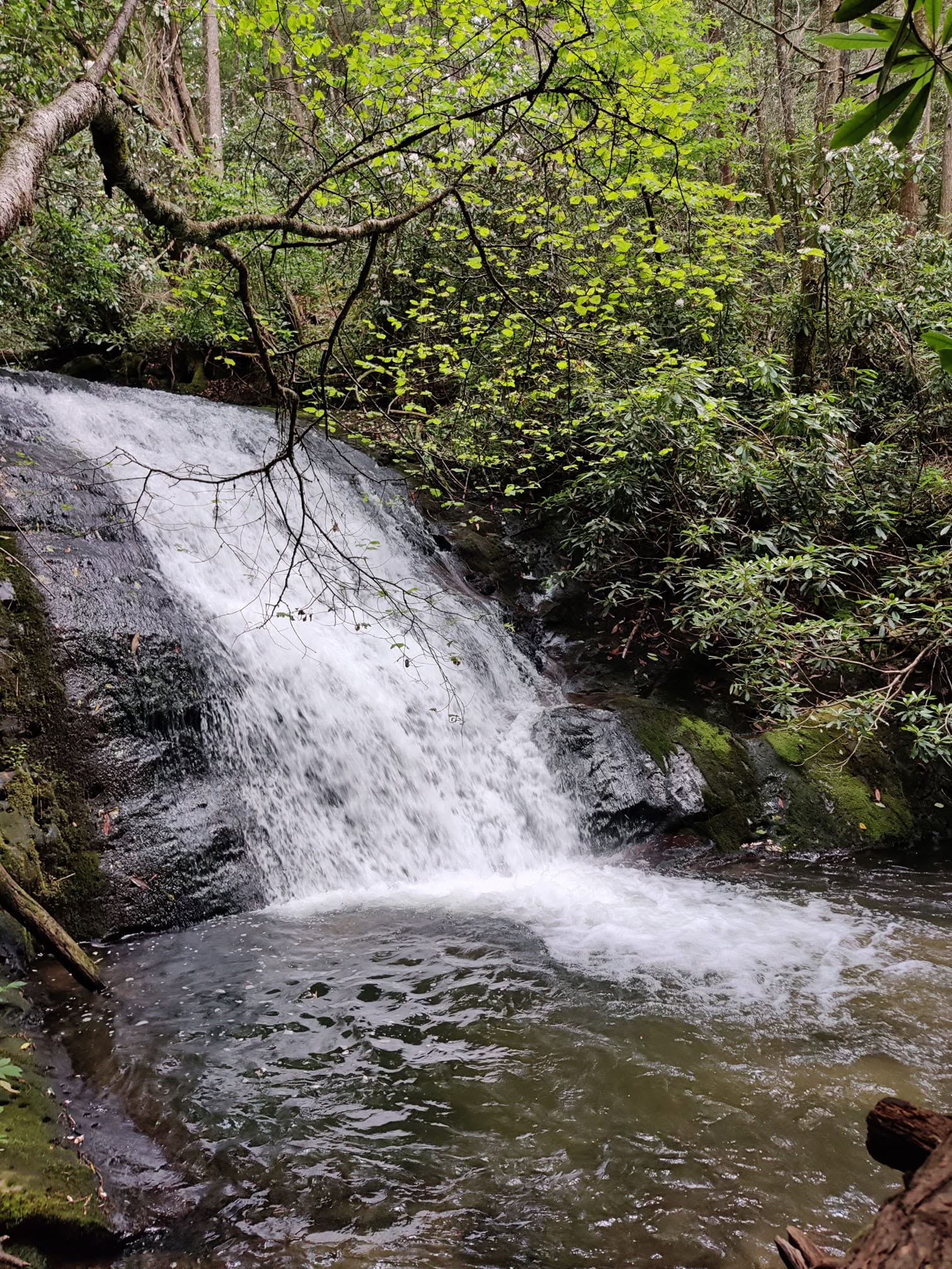 Shadow Falls sliding down a broad dark rock slab into a wide green pool, framed by rhododendron and new spring leaves