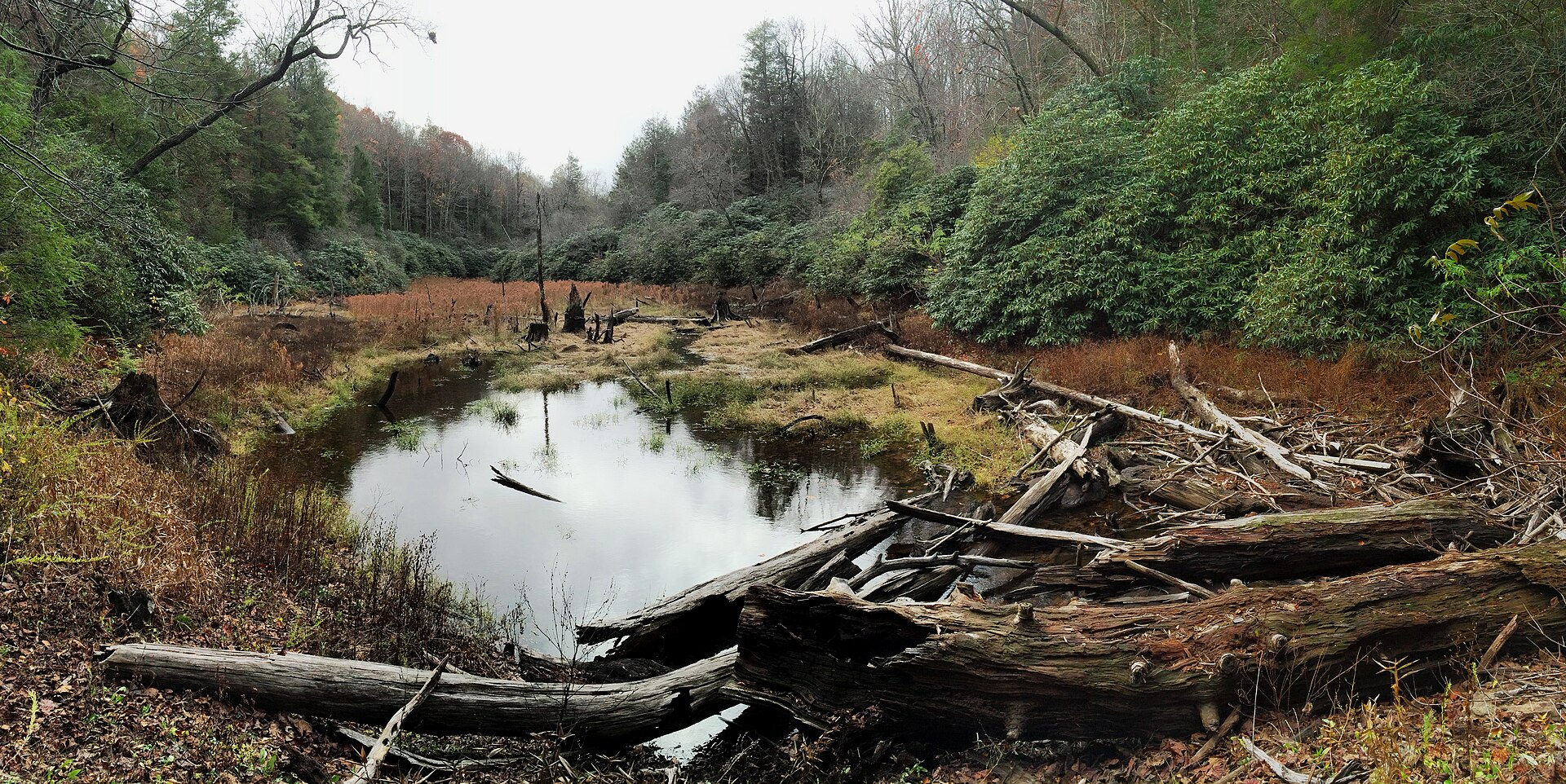 A beaver pond along Songbird Trail near Lake Conasauga, ringed by hardwoods.