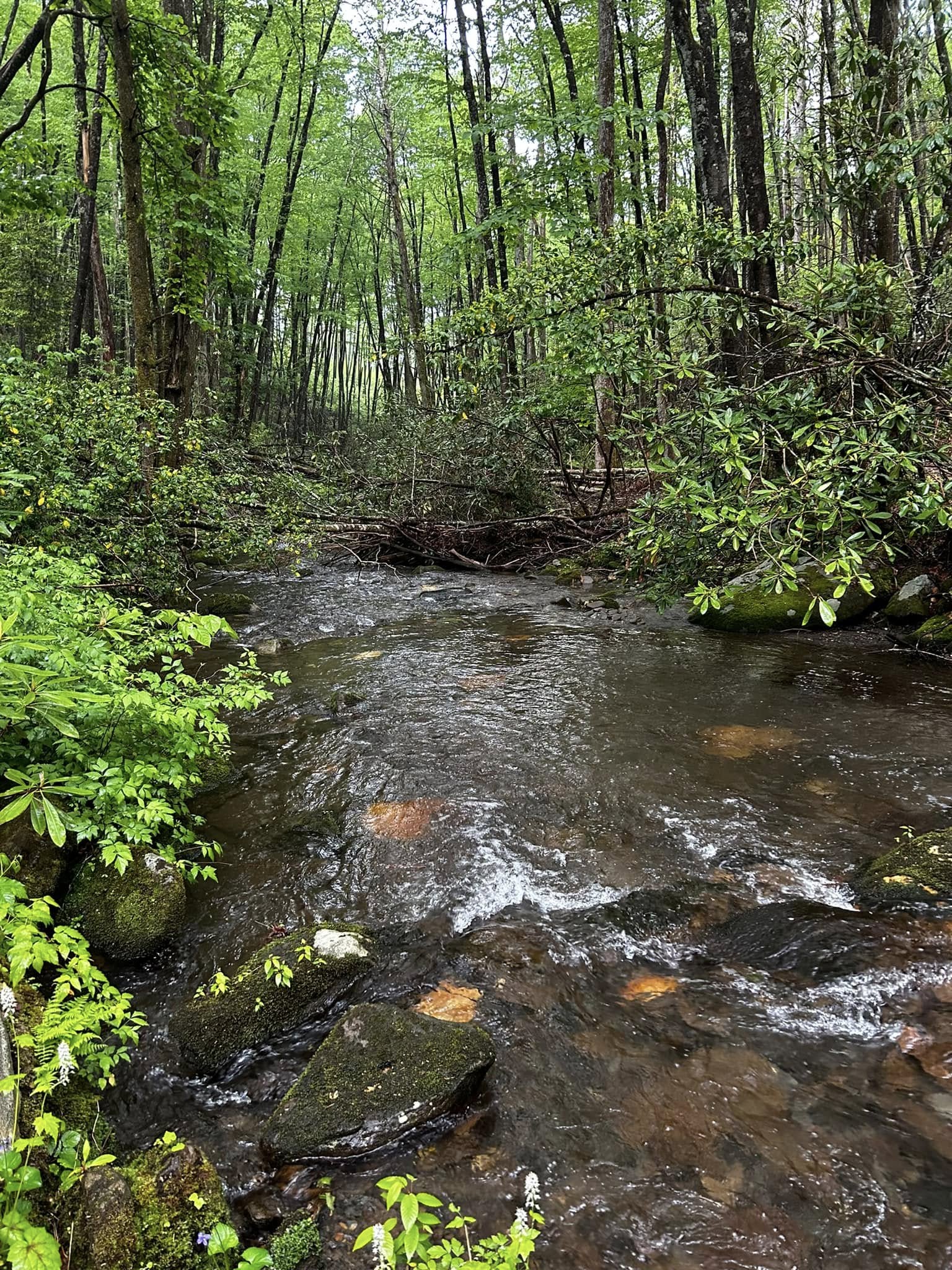 Conasauga River watershed in the Cohutta Wilderness