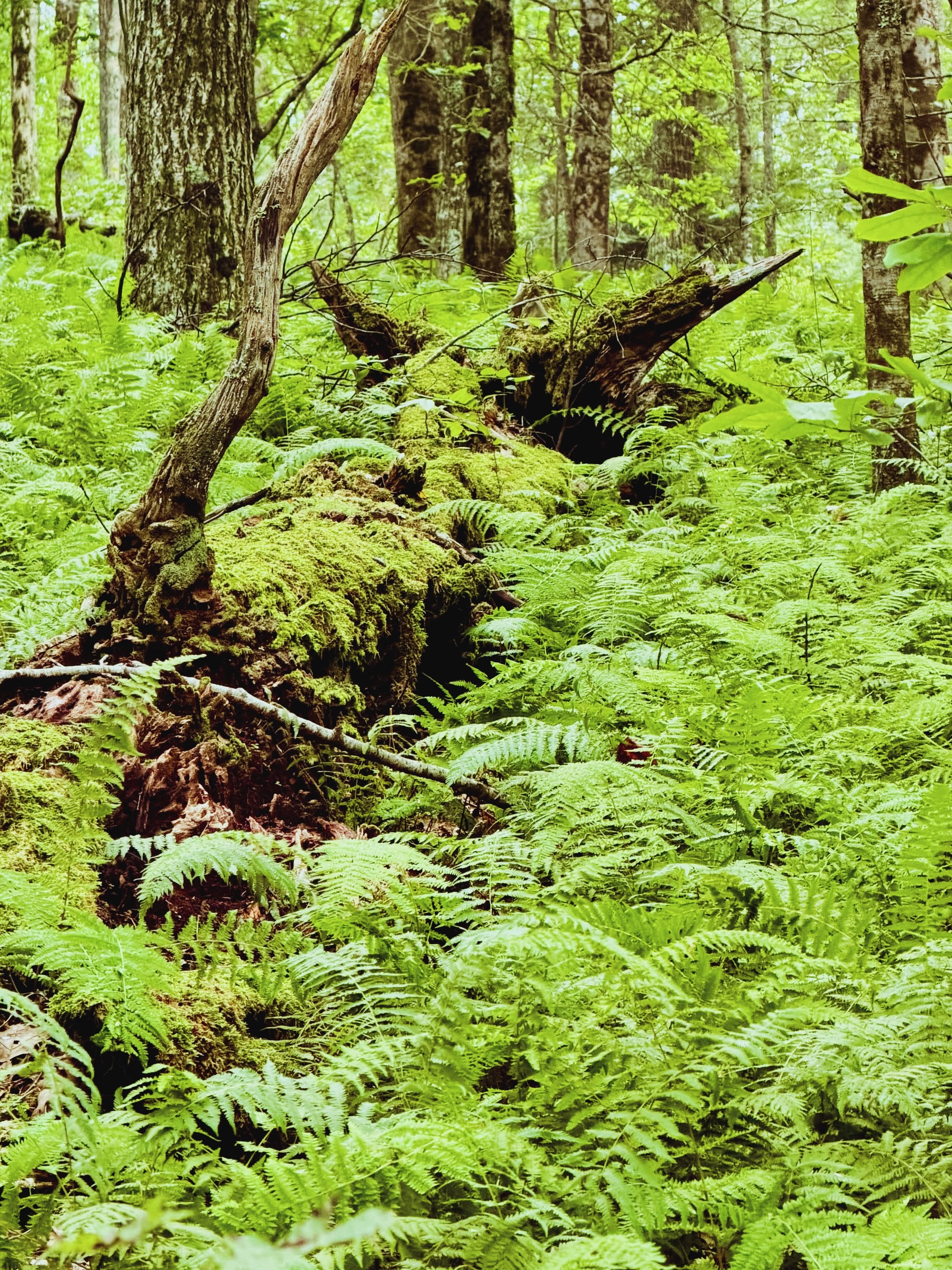A moss-covered log and dense ferns along the upper Emery Creek Trail.
